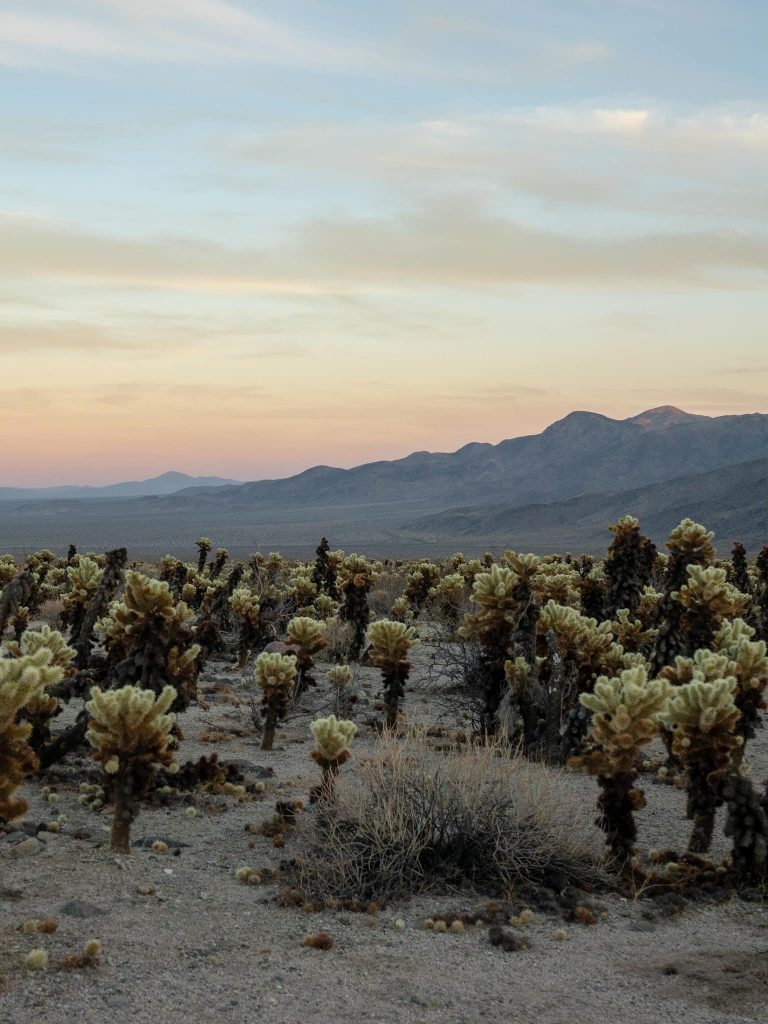 The Best Adventure Travel Compact camera - Sony RX10 III - Joshua Tree