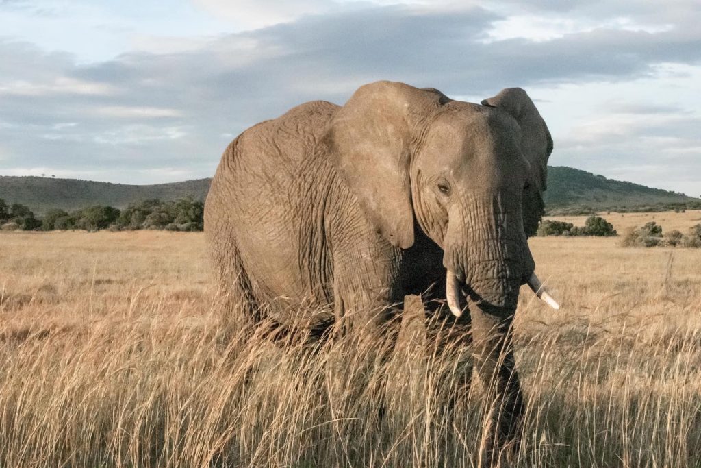A picture of an elephant in Kenya. See more free swahili resources for speaking Swahili in Kenya and Tanzania.