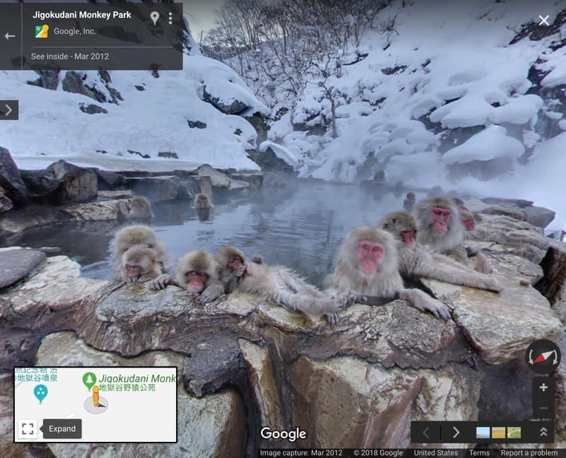 Snow monkeys in Japan, courtesy of Google Maps. Do you really need to leave the house?