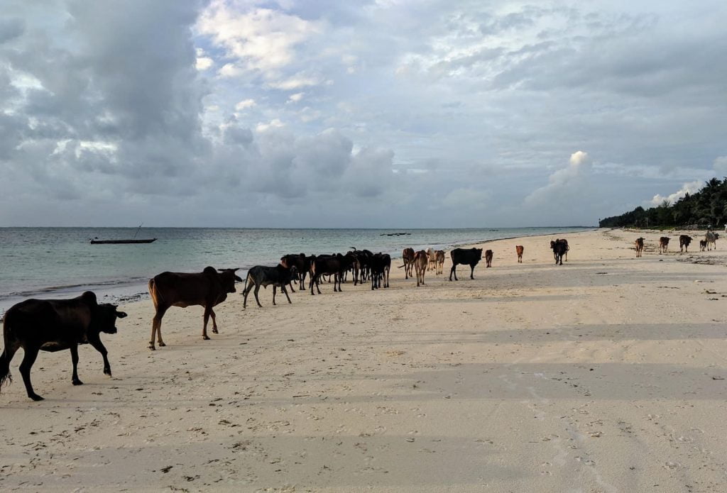 We are learning Swahili in Zanzibar, spending two months in East Africa. This is our one-month update.