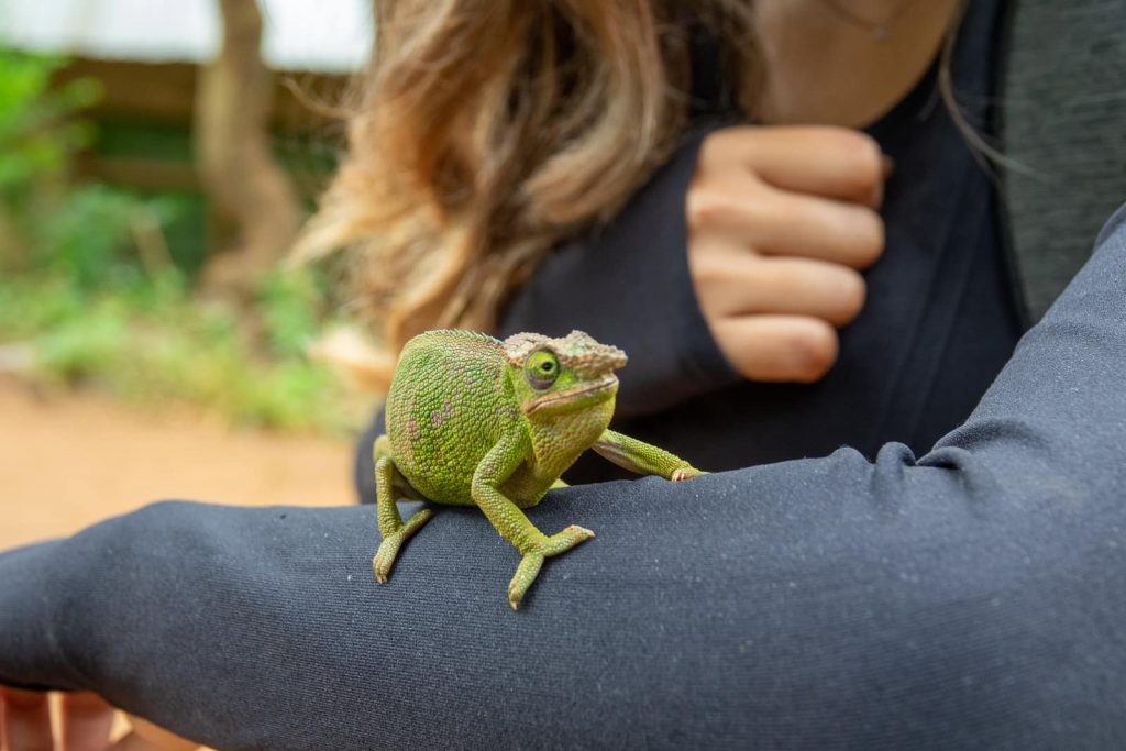 Hiking the Usambara Mountains in Tanzania - Jo with a chameleon on herarm