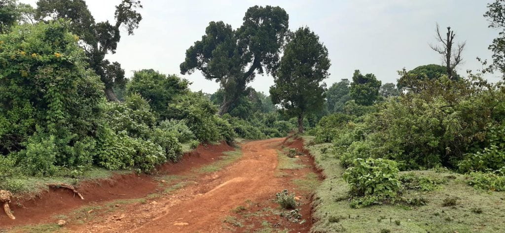 Day 1 of Running in Iten. This is what the trails look like around Iten.