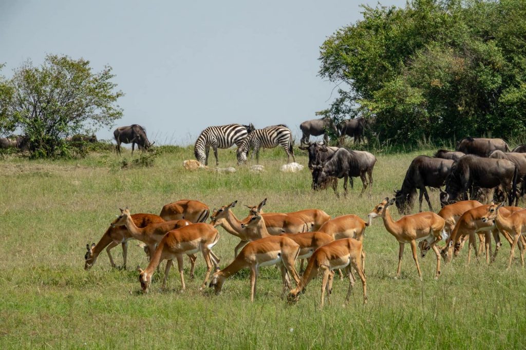 Safari animals in Swahili for talking about animals in Kenya and Tanzania