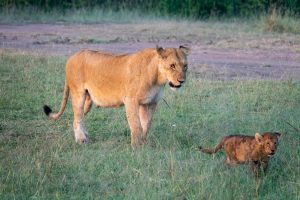 Mother lion and her cub walking in maasai mara on safari