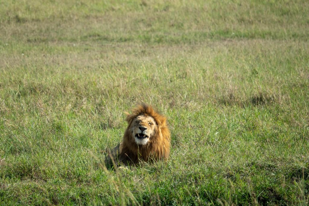 Lion lying down in the field in the Maasai Mar