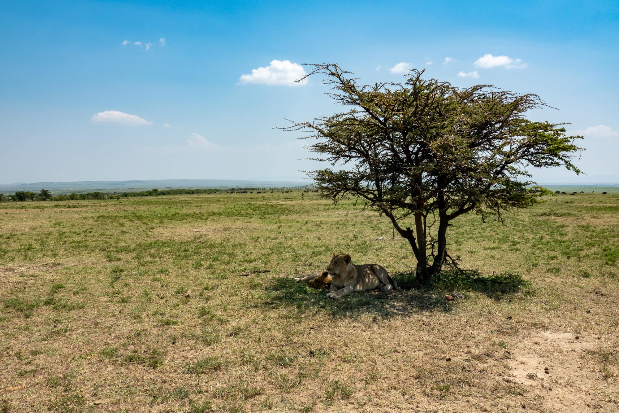A pair of lions sleeping under a tree during a day