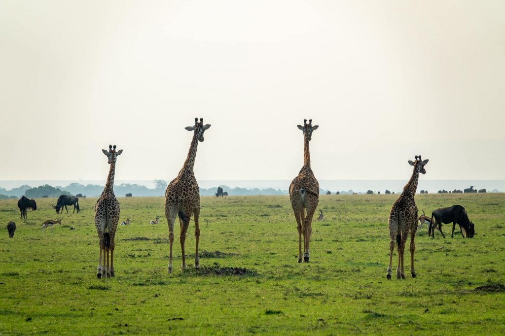 Giraffe walking slowly - Kenya wildebeest migration, Maasai Mara