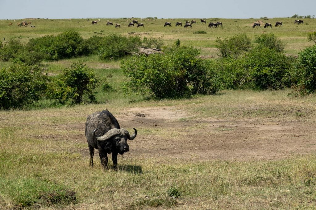 Buffalo seen on safari in the Maasai Mara