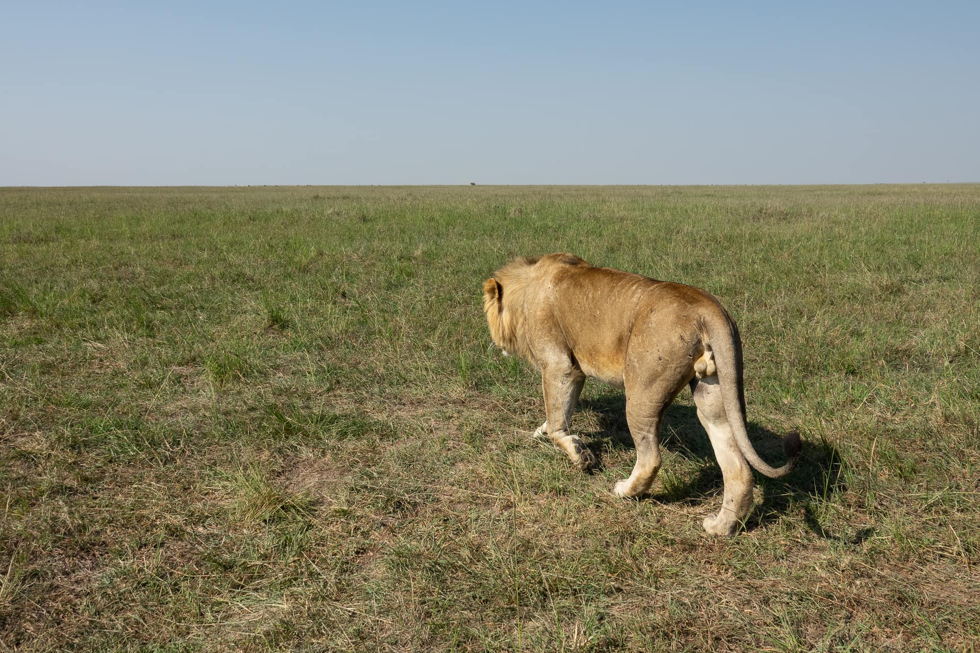 One big lion walking away. Got very close to our safari car