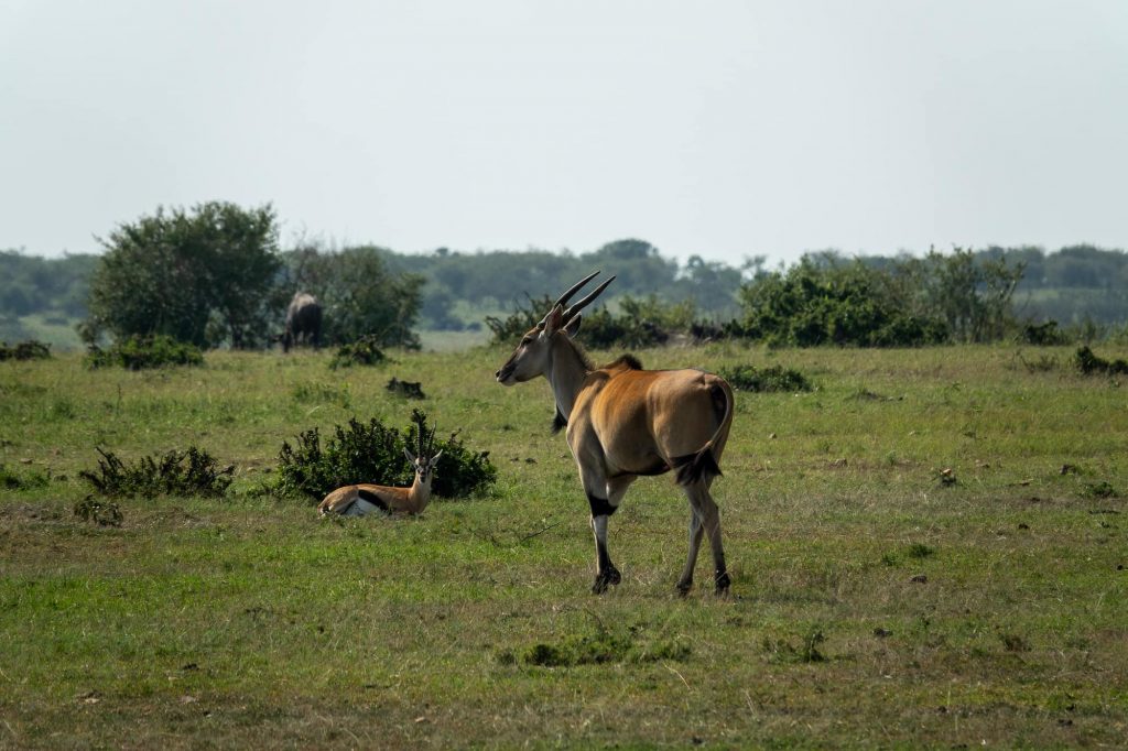 Eland (a large antelope) in Maasai Mara