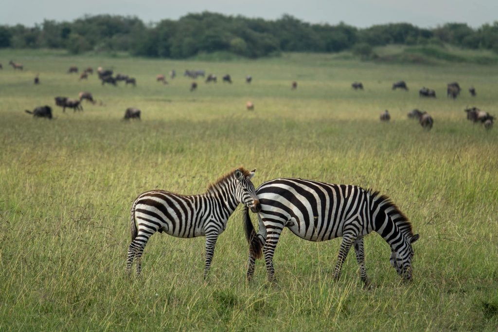 Zebra on safari in the Maasai Mara, Kenya