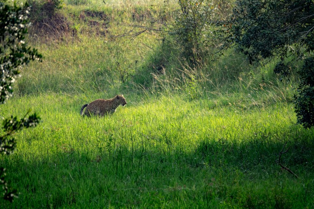 Leopard hiding in grass in the Maasai Mara, Kenya