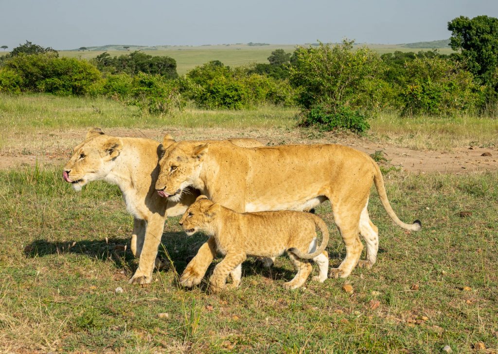 Family of lions and cub walking in Maasai Mara - while on safari