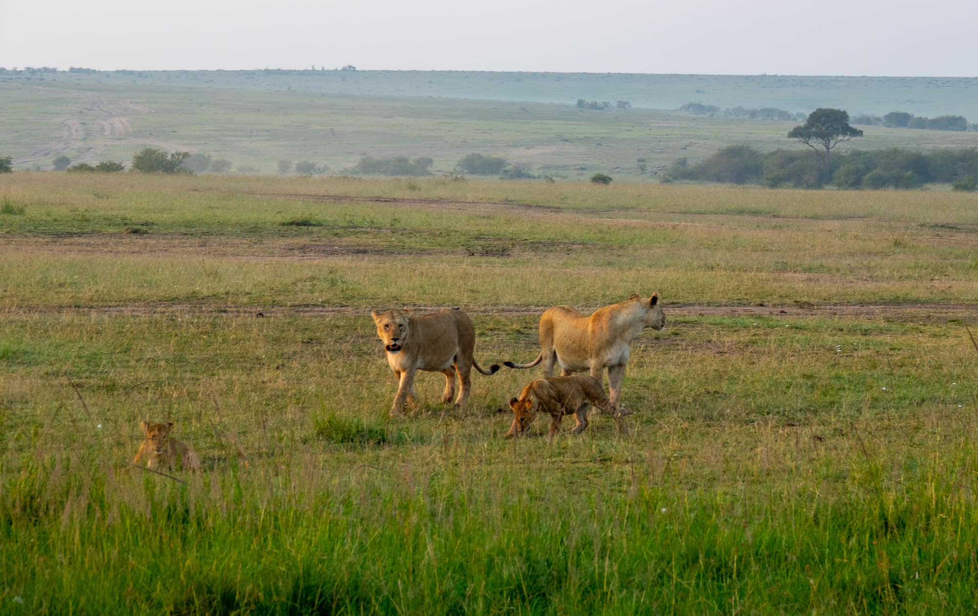 Family of lions walking in the Maasai mara - Safari