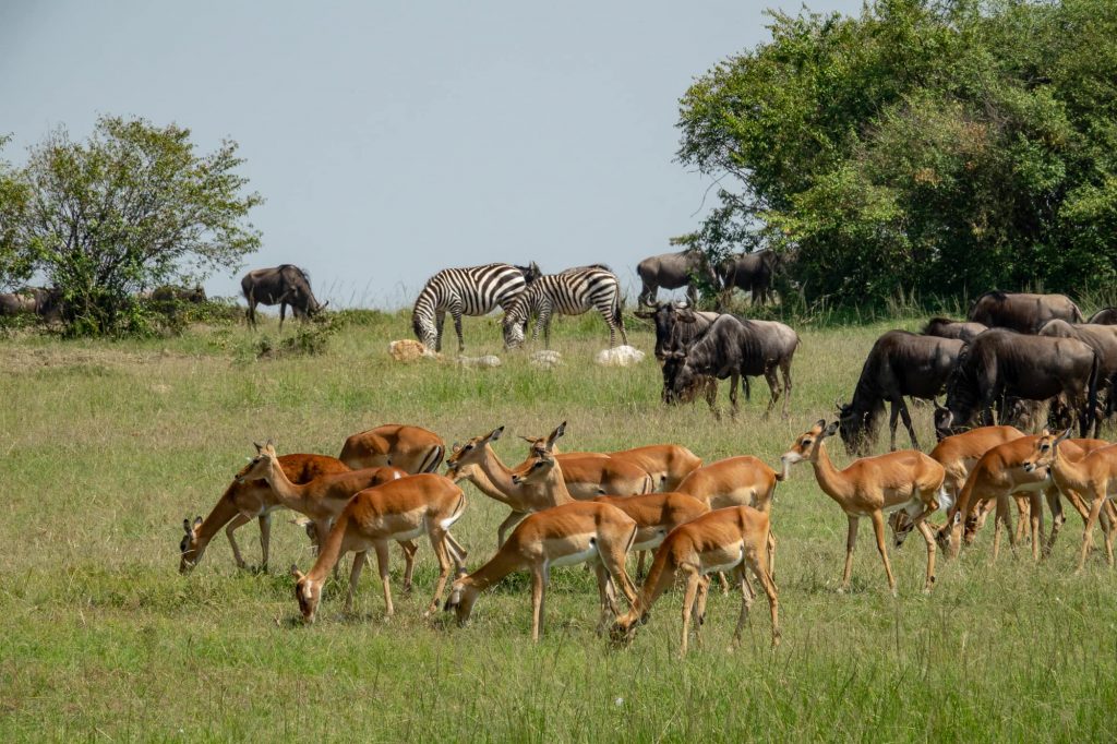 Antelope, wildebeest, zebra and warthogs, seen in the Wildebeest Migration in the Maasai Mara, Kenya