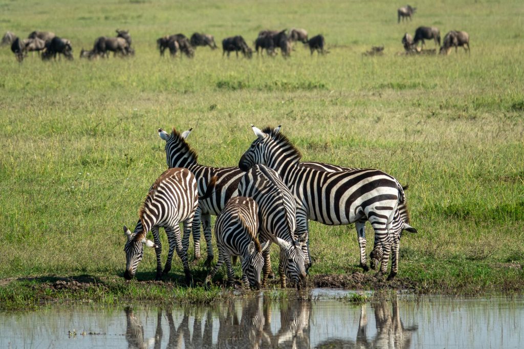 Safari in Maasai Mara Kenya - Zebra at a watering hole