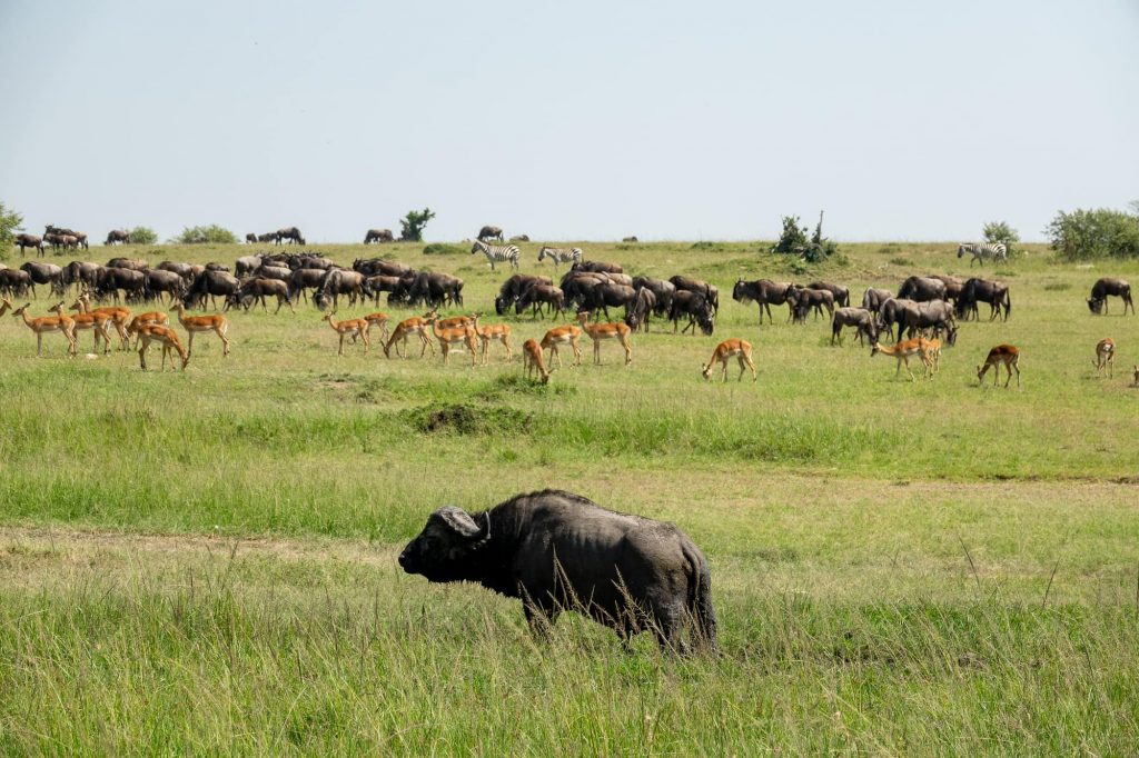 The Maasai Mara Wildebeest Migration - Buffalo, Antelope, and Zebras in one photo