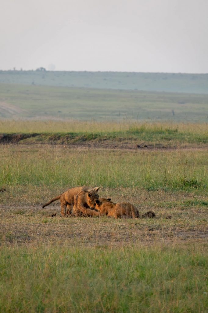 Three lions playing in the Maasai Mar