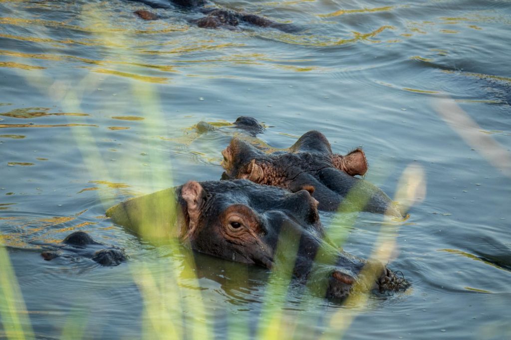 A hippo lurking in the water. On safari in Maasai Mara, Africa