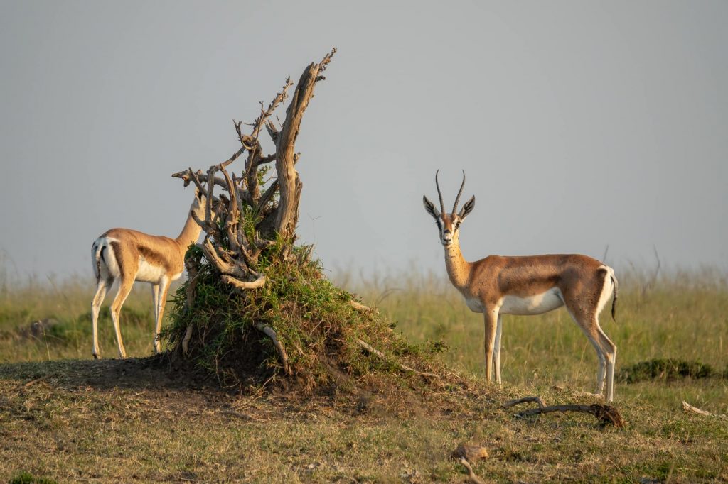 antelope swala pala - safari in maasai mara kenya