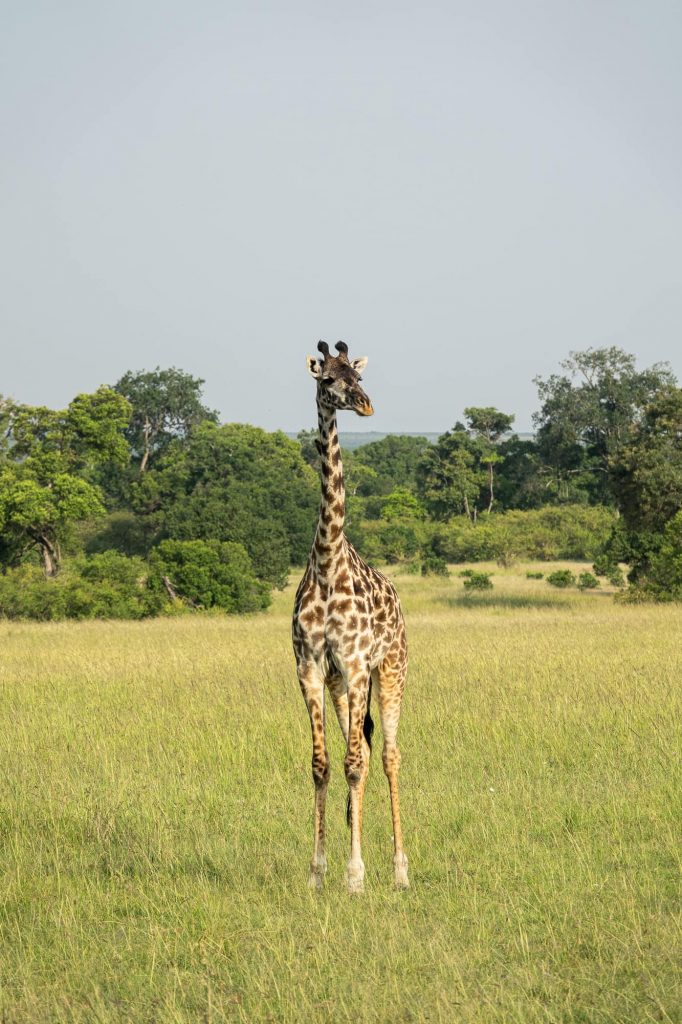 Safari in the Maasai Mara during the wildebeest migration - Giraffe foal