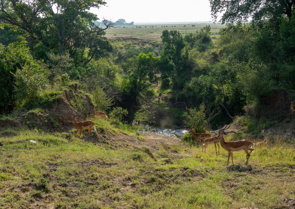 Gazelle (Swala Pala) - Maasai Mara - by a watering hole