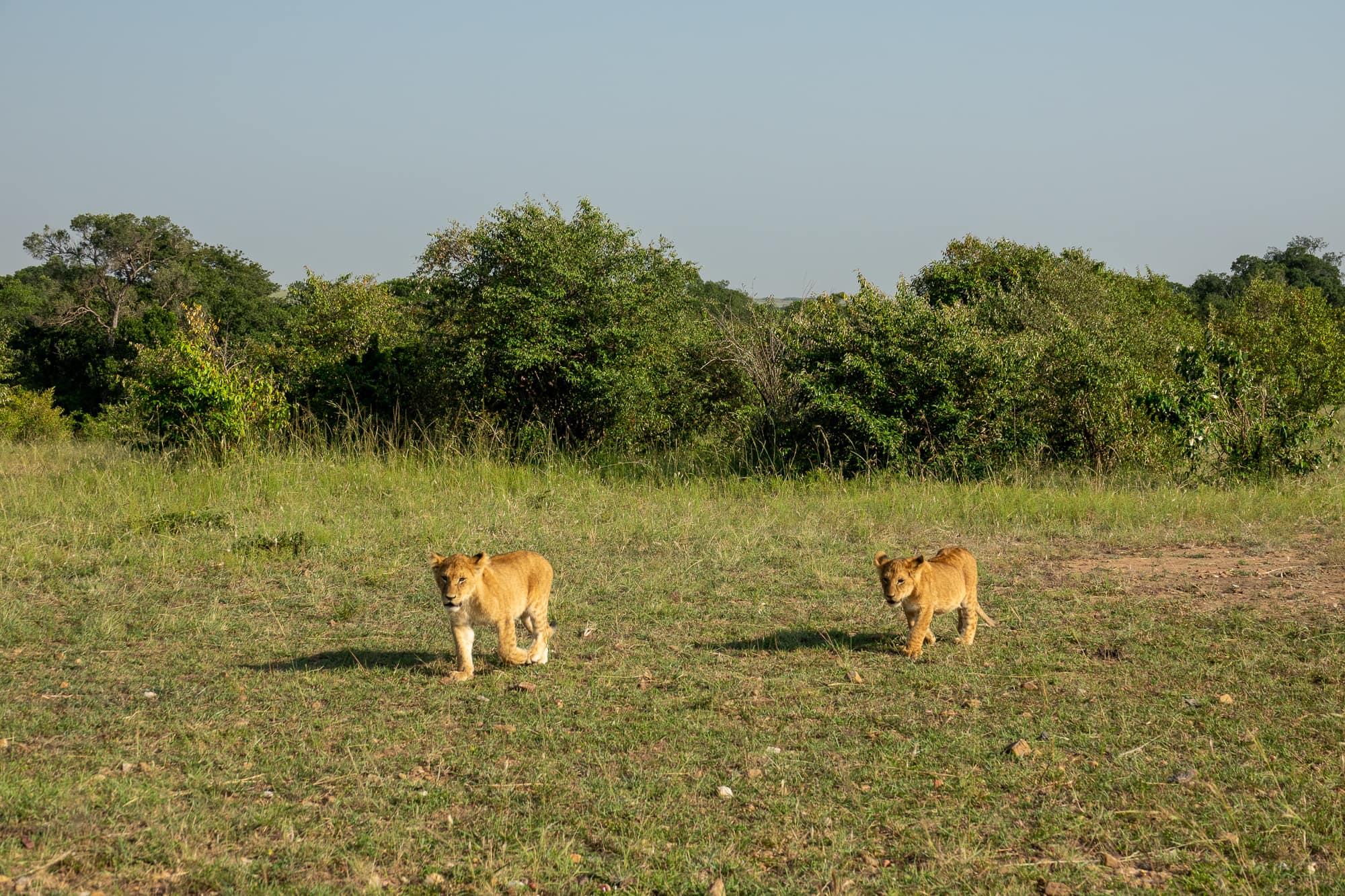 Two lion cubs, seen on safari in the Maasai Mar