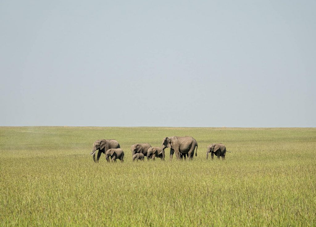 Elephants on migration in a family in the maasai mara