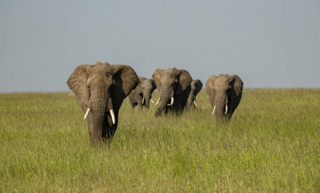 Elephants on safari in the Maasai Mara. Poacher numbers are onn the decline