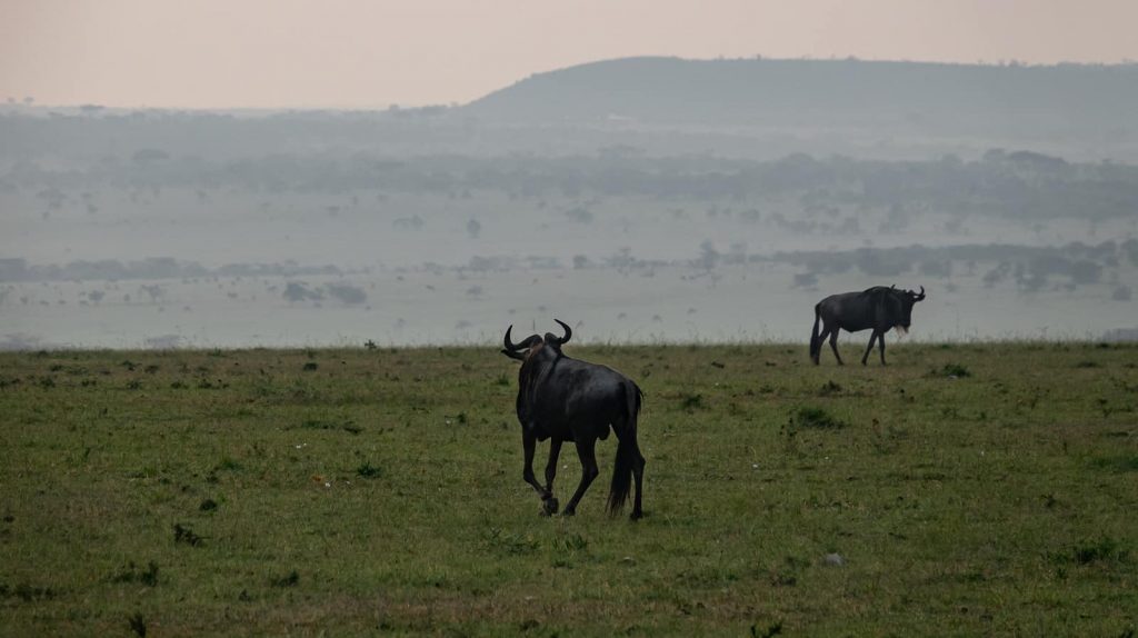 Wildebeest at dawn during the migration in Maasai Mara