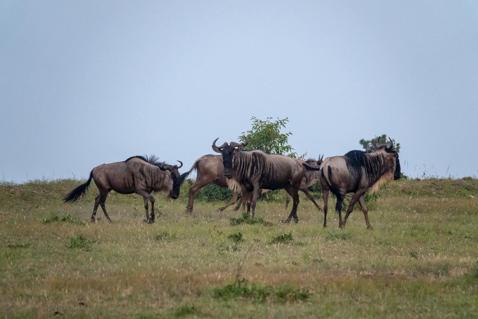 Wildebeest (Gnu) during the Maasai Mara Wildebeest Migration