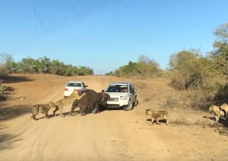 Lion biting a hippo biting a land rover