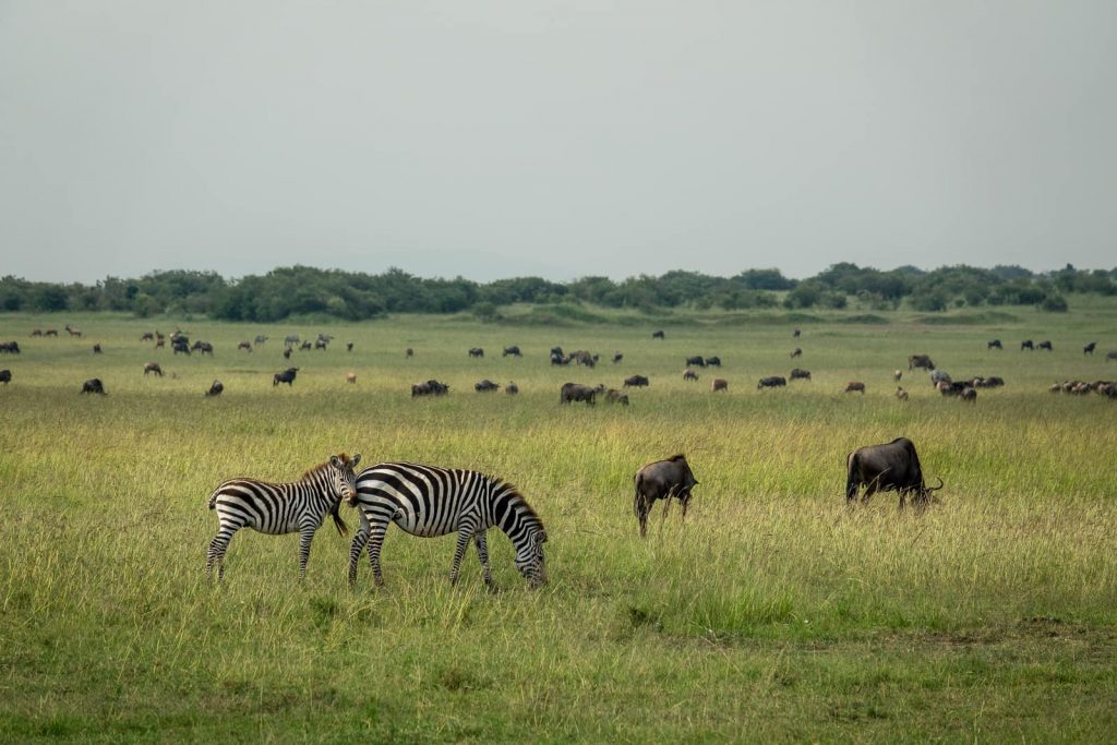 Zebra and wildebeest together in the maasai mara migration