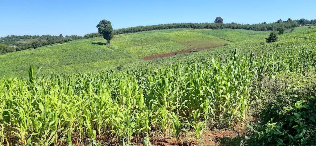 Running in Iten -day 5