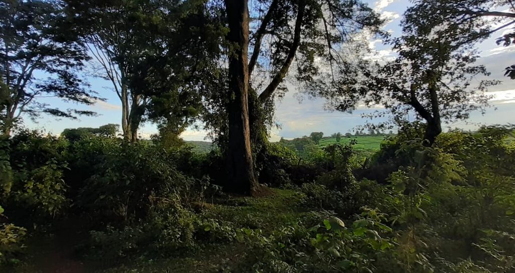 Running in Iten - day 9 - doing 2km intervals