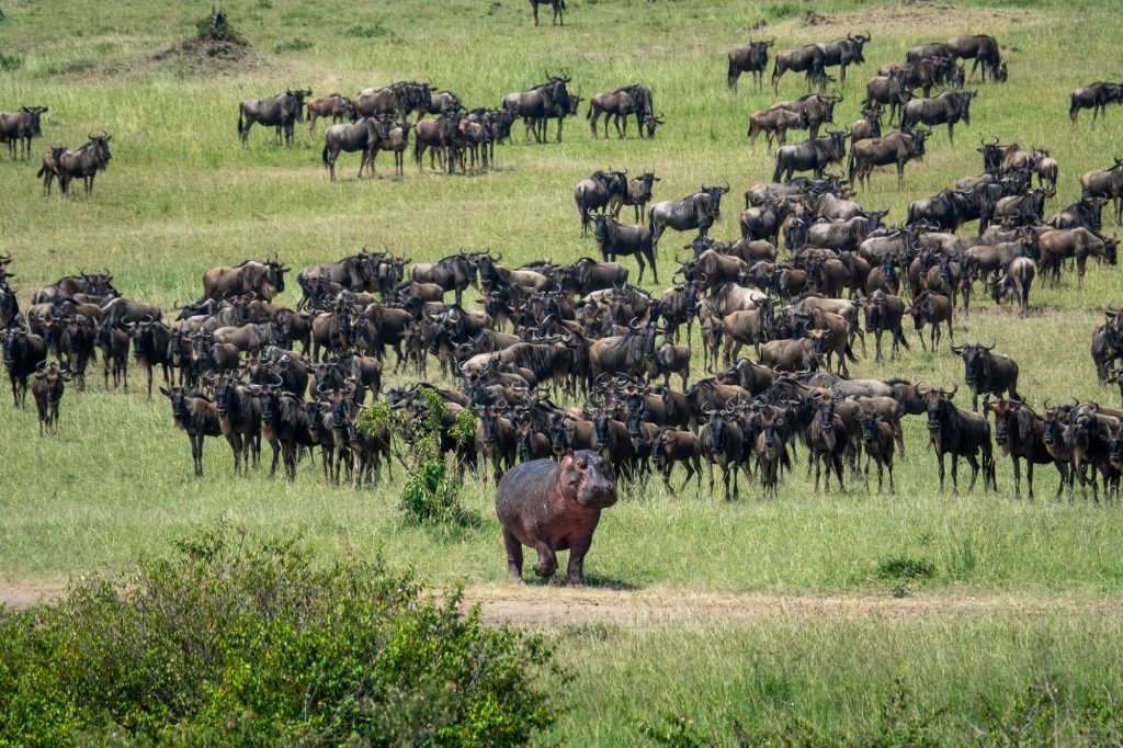 Hippo parading in front of wildebeest/gnu. On safari in Maasai Mara