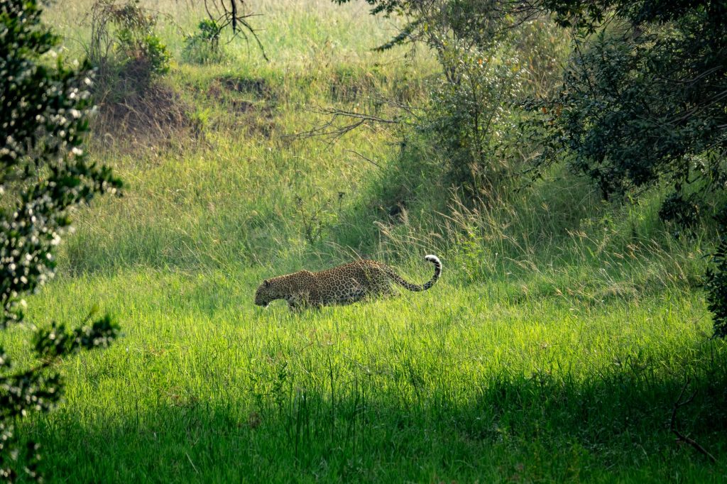 Leopard walking in grass in the Maasai Mara, Kenya