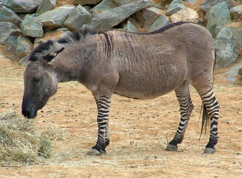 A Donkey Zebra Hybrid - Wikimedia Foundation