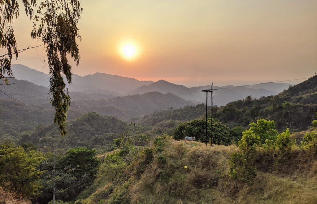 Spanish learning resources being contemplated by a scenic cow in Colombia