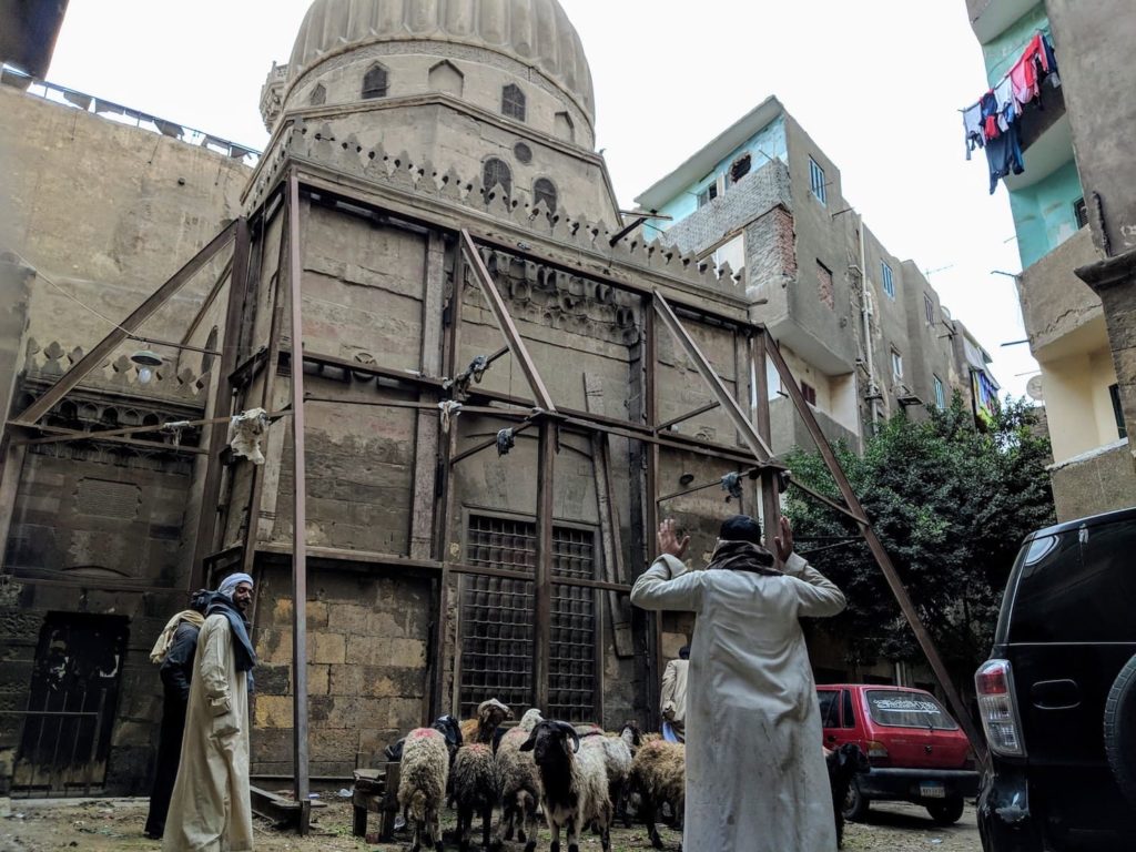 Goats living in cairo in the inner city with someone managing them