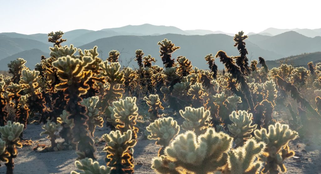 Love in the time of Corona - header image