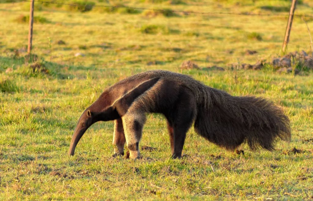 Giant anteater in Colombia — colombia is known for its biodiversity.