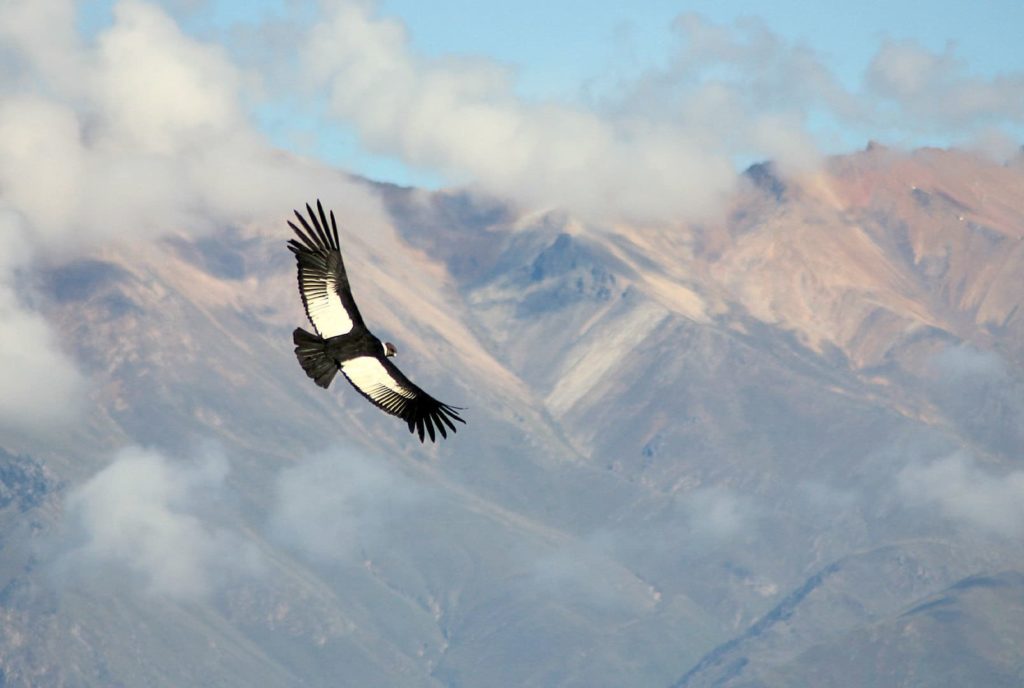 One thing Colombia is known for is its native flora and fauna - this is the Condor de los Andes flying above Tayrona.