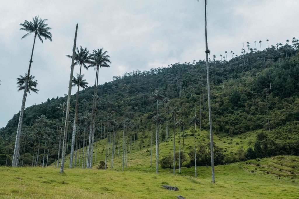 Valle de Cocora tall palm trees start of hike