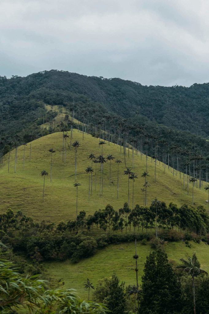 The Ultimate Valle de Cocora Hiking Guide 4