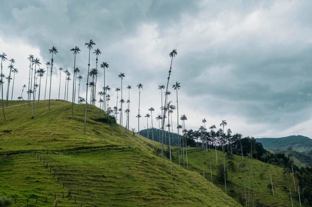 Valle de Cocora tall wax palm trees on cloudy day