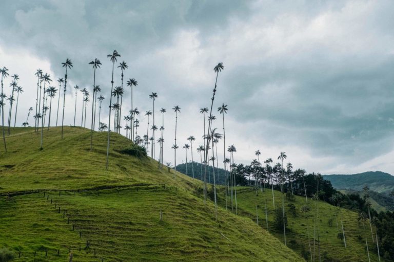 The Ultimate Valle de Cocora Hiking Guide