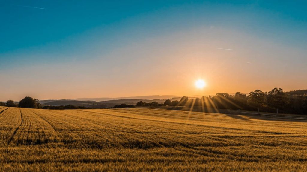 Sunrise over wheat field for Good Morning in French post