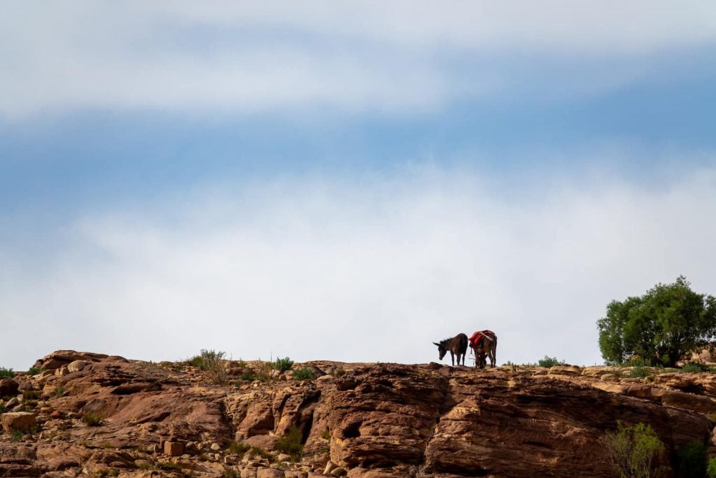 Two donkeys on a hill in Jordan, one of the homes of Levantine Arabic