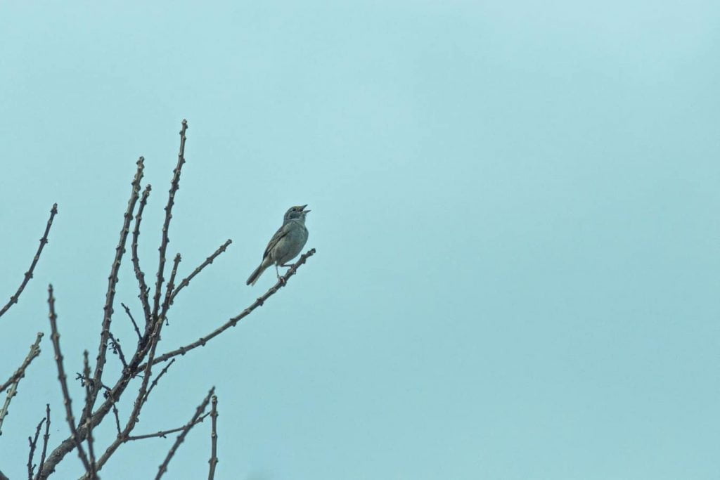 Where is the little bird? Say hello in German